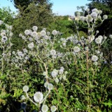 2007H 050 Unstrut Saale Elbe